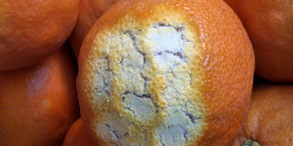 Fitopatie degli agrumi: attenzione a spaccatura dei frutti e incrinatura dell’albedo